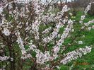 prunus tomentosa
