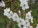 prunus Brillant