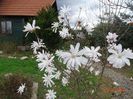 magnolia stellata Waterlily