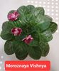 Moroznaya Vishnya