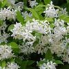 trachelospermum jasminoides