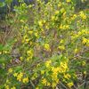ribes aureum