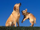 Alergare_la_Catei_Poze_Caini_Dogs_Wallpapers[1]