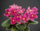 Mac’s True Love (G.McDonald) Semiminiature.