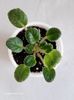 Mac’s True Love (G.McDonald) Semiminiature. rez