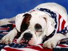 Caine_Boxer_Poze_cu_Caini_Destepti_Dogs_Wallpapers[1]