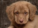 Caine_Poze_Wallpaper_Retriever_Dog_Desktop[1]