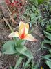 IMG-20250409-WA0001