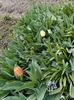 IMG-20250409-WA0005