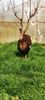 Curcani Bourbon