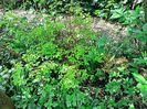 Spiraea "Golden Princess" și Katsura