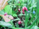 Epimedium Rubrum