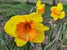 Pimpernel