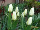 tulipa Purissima Design