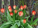 tulipa Orange van Eijk