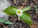 trillium grandiflorum