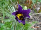 pulsatilla Blaue Glocke