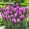 Liatris-Spicata