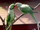 alexandrine-parakeets