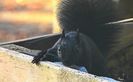 Blacky
