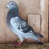 Mascul 24-894