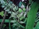 Athyrium niponicum Ursula's Red