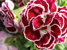 P4131730