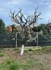 IMG-20250417-WA0081
