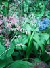 Epimedium Domino