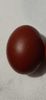 Oua Marans Negru Aramiu