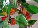 Nematanthus  Tropicana (18-04-2025)