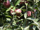 P4210131