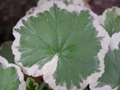 P4210242