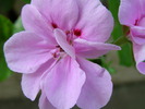 P4210277