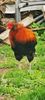 Cocos Araucana Gold