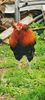 Cocos Araucana Gold