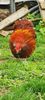 Cocos Araucana Gold