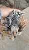 Araucana Argintii