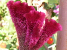 P4210287