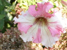 P4210288