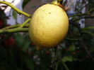 P4210293