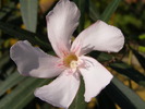 P4210294