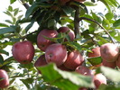 P4210370