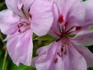 P4210379