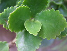 P4210380