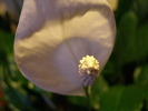P4211052