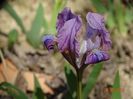 iris suavolens