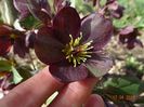 helleborus Star of Passion