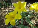 tulipa kolpakowskiana
