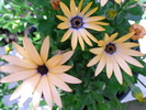 P5031852